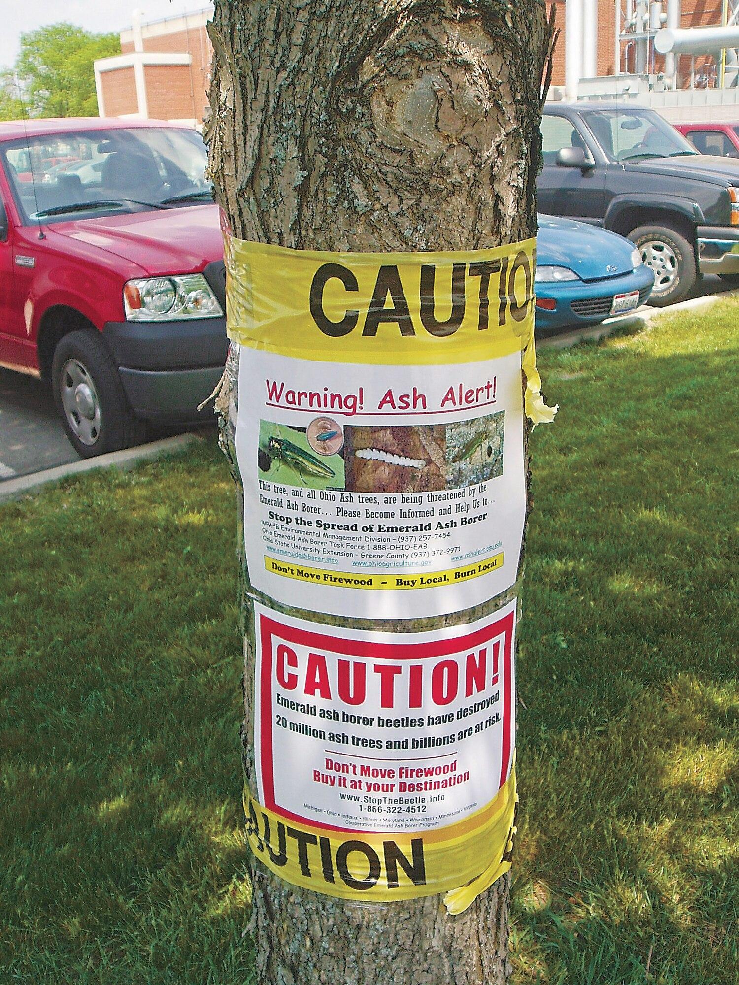 Base imposes strict policies to stop Emerald Ash Borer > Wright ...