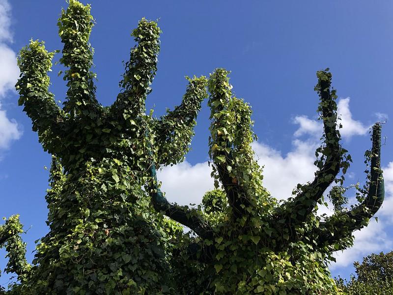 Jardin Fantastique Hamilton