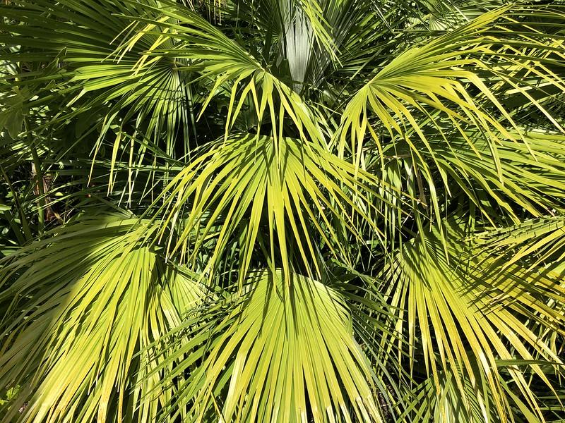 Hamilton Gardens - découvrez les tropiques